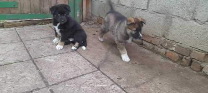 Щенки в добрые руки