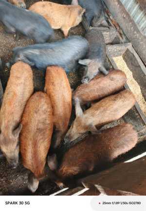 Продам поросят 1 месяц