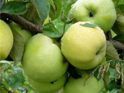 Яблоки продам