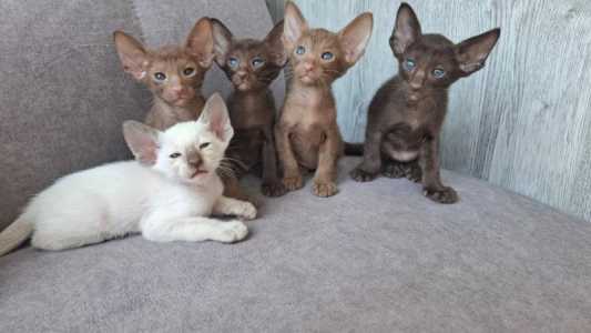 Ориентальные котята