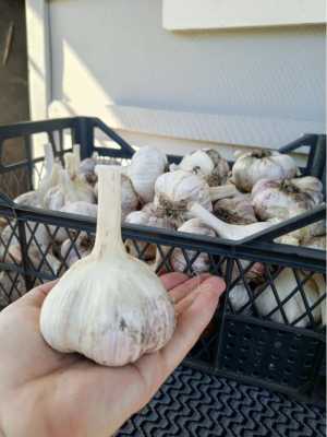 Продам чеснок