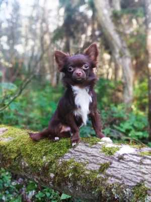 Чихуахуа мини мальчик