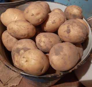 Продам картофель