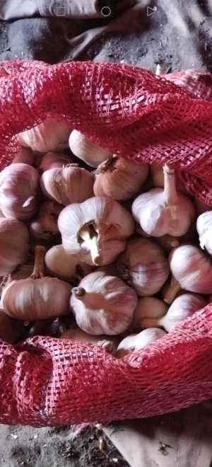 Продаётся чеснок