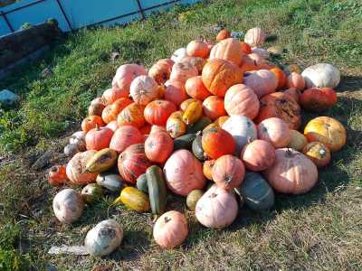 Продаются тыквы