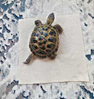 Сухопутные черепахи