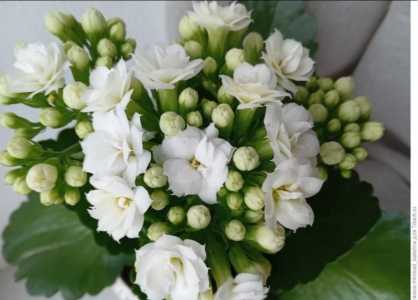 Каланхоэ белый