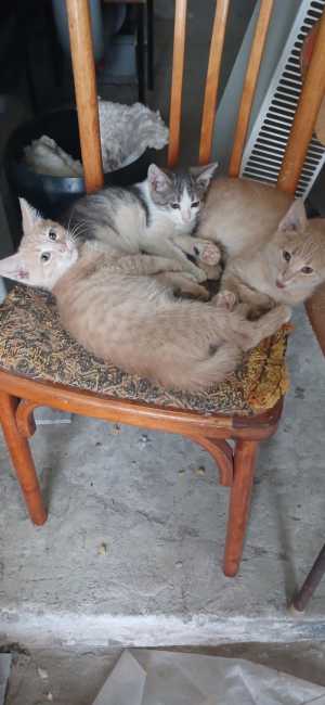 Отдам котят в добрые руки