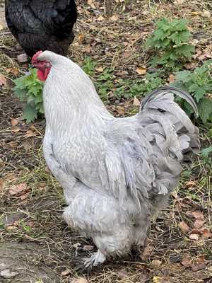 Поодам петю