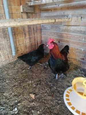 Петух Чёрно -медный маран