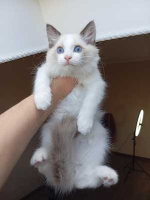 Mikelangelo SergioMagicHouse