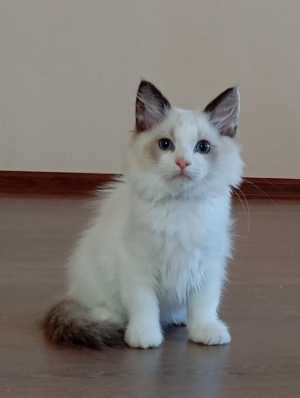 Mikelangelo SergioMagicHouse