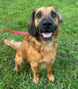 Рыжий Лаки в дар