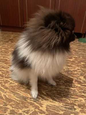 Померанский шпиц микро