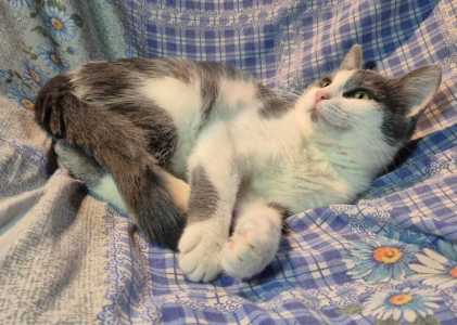 Ищет дом ласковый Сёма