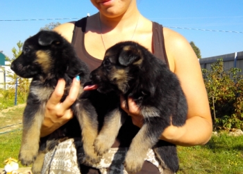 Продаю щенков