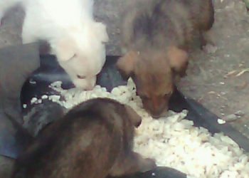 Отдам в хорошие руки щенков