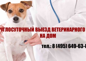 Ветеринарный врач на дом в Москве и Московской области