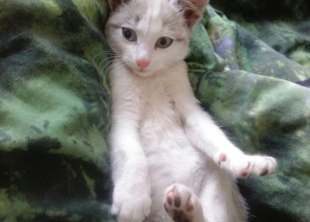 Отдам в добрые руки