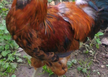 Петуха амераукана