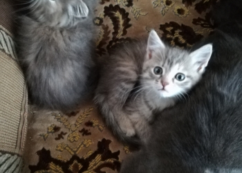 Отдам в хорошие руки.