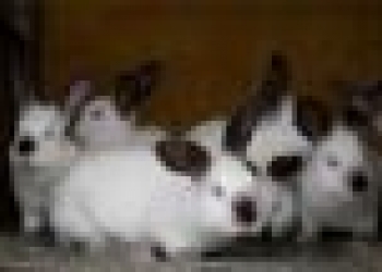 всем на радость