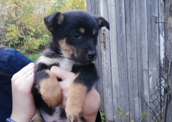 Отдам в хорошие руки