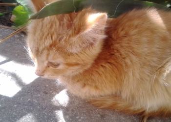 Отдам рыжих котят