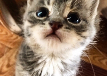 Котята ищут дом