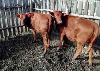 Срочно продаю телят