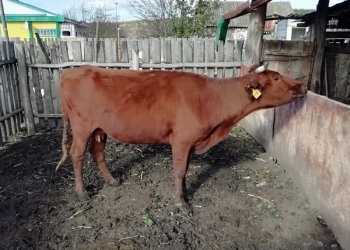 Продаёться корова