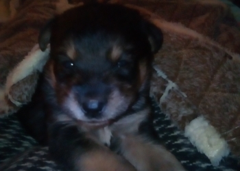 Отдам даром