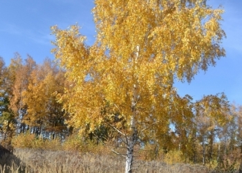 Участок ИЖС в 7км от Тулы