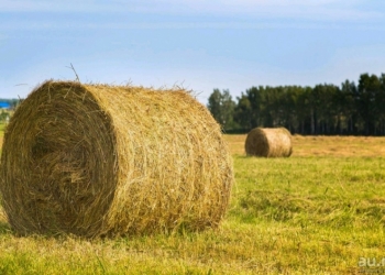 Продам сено в тюках