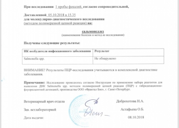 Мясо бройлера