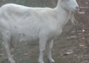 Коза дойная