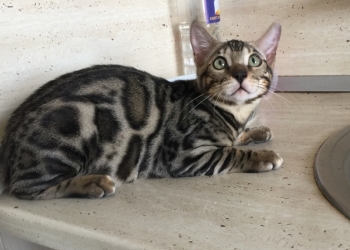 Бенгальский котёнок
