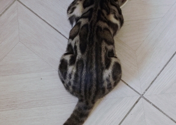Бенгальский котёнок