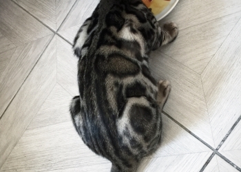 Бенгальский котёнок