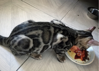 Бенгальский котёнок