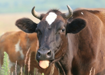 Продам корову