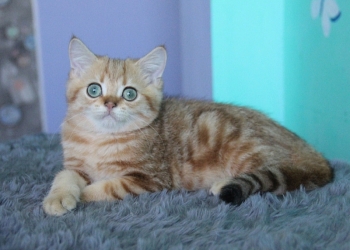 Шотландские кошки