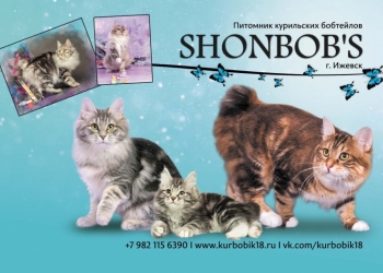 Котята курильского бобтейла