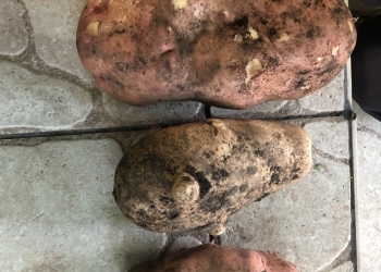 Продам картофель