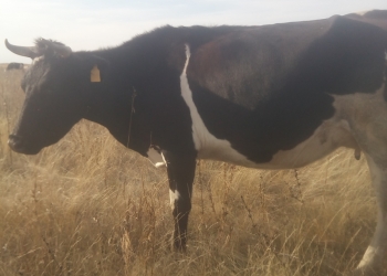 Оптом продам