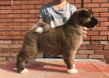 Щенки американской акиты