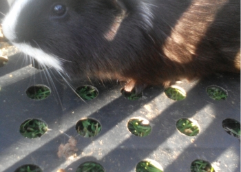 Продам морскую свинку