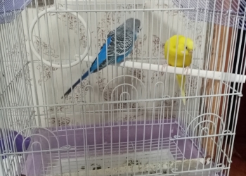 Продам двух попугайчиков