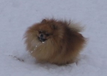 Шпиц девочка