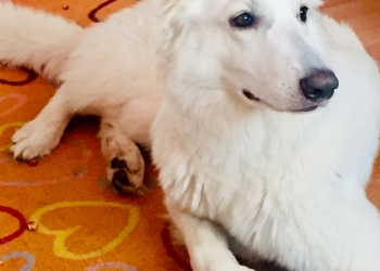 Щенки БШО
